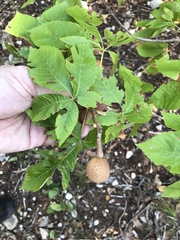 Aesculus pavia flavescens
