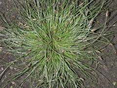 Eleocharis intermedia