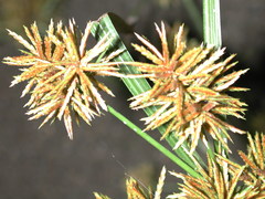 Cyperus odoratus odoratus