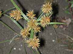 Cyperus odoratus odoratus