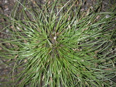 Eleocharis intermedia