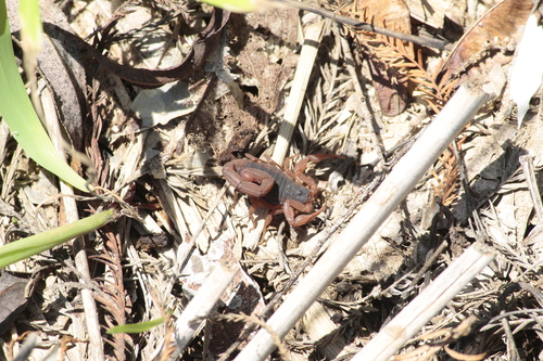 Nayarit Scorpion