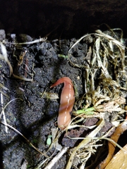 Arthurdendyus triangulatus