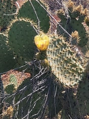 Opuntia leucotricha