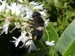 Helophilus cingulatus
