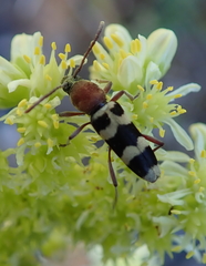 Chlorophorus trifasciatus