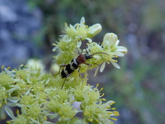 Chlorophorus trifasciatus