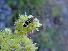 Chlorophorus trifasciatus