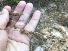 Juncus dudleyi