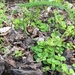 American Moonwort - Photo (c) Jason Grant, some rights reserved (CC BY), uploaded by Jason Grant
