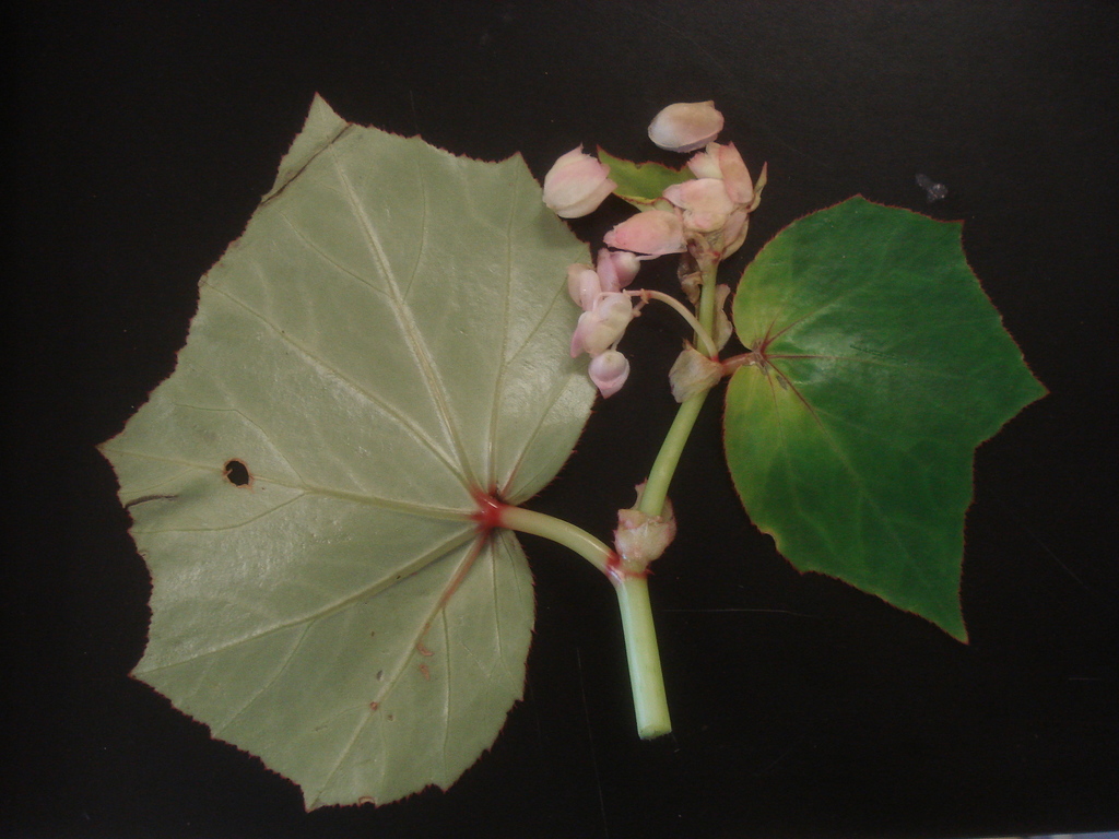 Begonia rhodochlamys