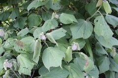 Heliocarpus terebinthinaceus