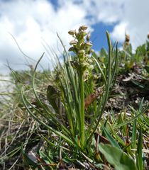 Chamorchis alpina