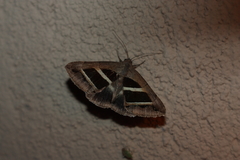 Grammodes bifasciata