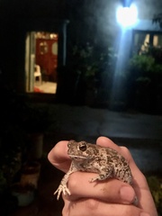 Incilius occidentalis