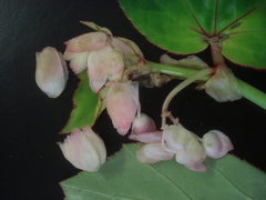 Begonia rhodochlamys
