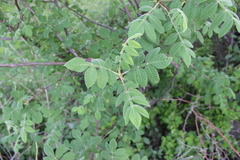 Bursera cuneata