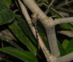 Gynacantha dravida