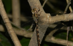 Gynacantha dravida