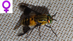 Chrysops viduatus