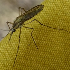 Ochlerotatus
