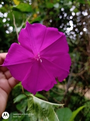 Ipomoea purga