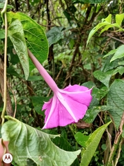 Ipomoea purga