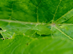 Isophya camptoxypha