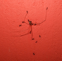 Crossopriza