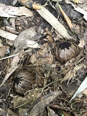 Langsdorffia hypogaea