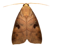 Thyas coronata