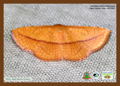 Striglina