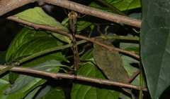 Gynacantha dravida