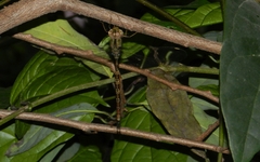 Gynacantha dravida