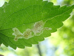 Amauromyza morionella