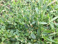 Polygonum