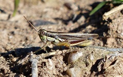 Dichroplus elongatus