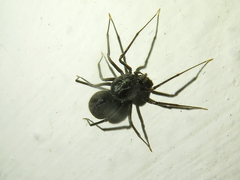 Scytodes velutina