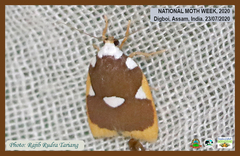 Lobobasis niveimaculata