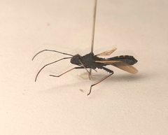 Megalotomus junceus