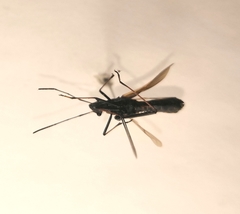 Megalotomus junceus