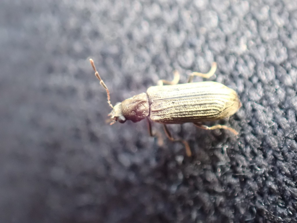 California Deathwatch Beetle