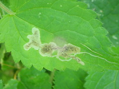 Amauromyza morionella