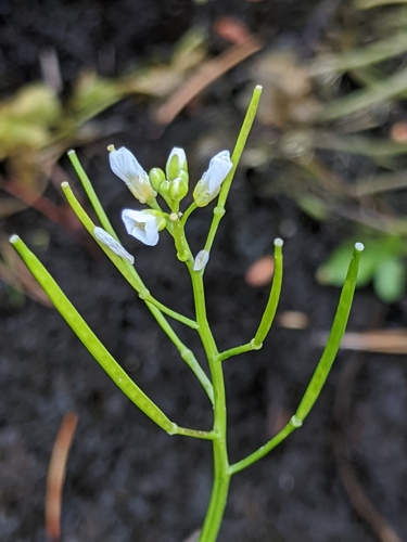 Image of Cardamine breweri by no rights reserved