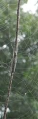 Tetragnatha mandibulata