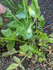 Cardamine breweri