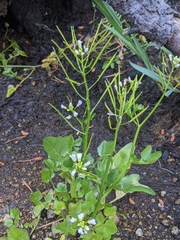 Cardamine breweri