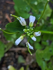 Cardamine breweri