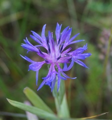 Centaurea fuscomarginata