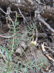 Astragalus bolanderi